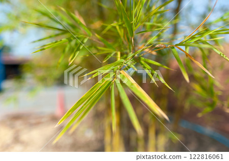 Bamboo growth stages garden nature outdoor close-up greenery insights 122816061