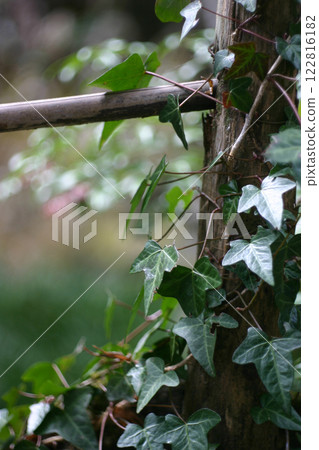 爬滿常春藤的籬笆 爬滿常春藤的籬笆 122816182