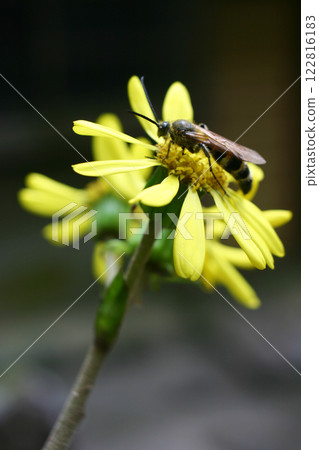 Zuwabuki花和ab 122816183