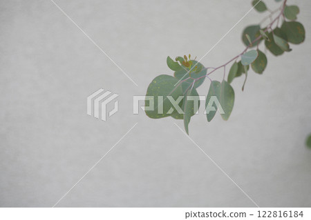 桉樹葉和白牆 桉樹葉和白牆 122816184