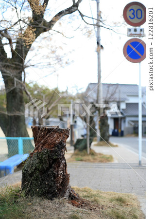 Dead Somei-Yoshino cherry tree Dead Somei-Yoshino cherry tree 122816201