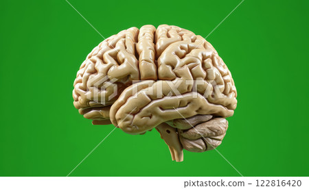 Detailed Model of Human Brain Showcasing Structure and Complexity Against a Bright Green Background Detailed Model of Human Brain Showcasing Structure and Complexity Against a Bright Green Background 122816420