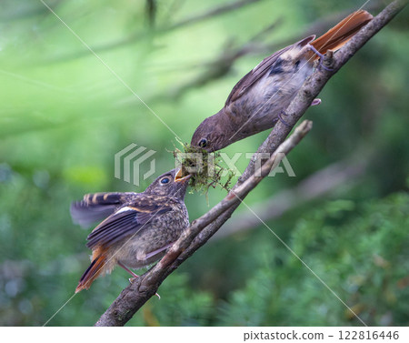 Daurian Redstart parenting 122816446