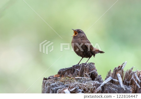 Clamor of Misazai 122816447