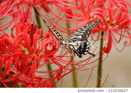 Gardening: Garden flowers, 122816627