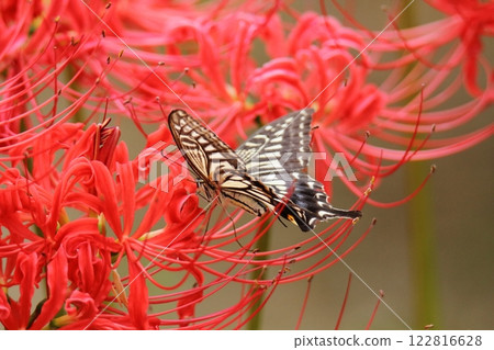 Gardening: Garden flowers, 122816628