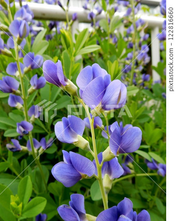 Melasaki Sendaihagi 122816660