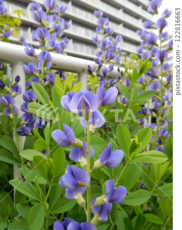 Melasaki Sendaihagi Melasaki Sendaihagi 122816663