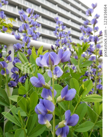 Melasaki Sendaihagi 122816664