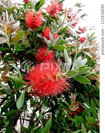 A red brushwood flower 122816690