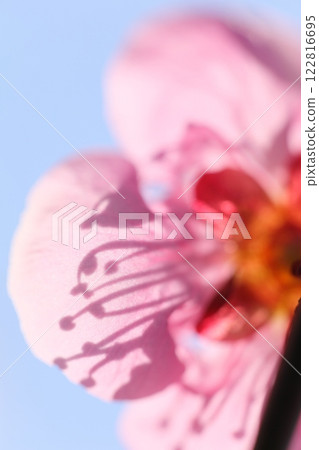 紅梅花,花蕊的影子清晰可見 紅梅花,花蕊的影子清晰可見 122816695
