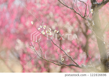 White plum blossoms on a background of red and white plum blossoms White plum blossoms on a background of red and white plum blossoms 122816696
