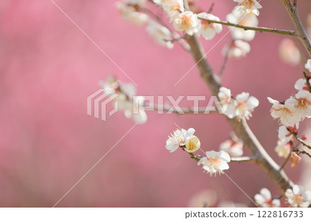 white plum blossom 122816733