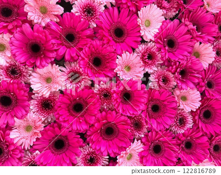 Gerbera Gerbera 122816789