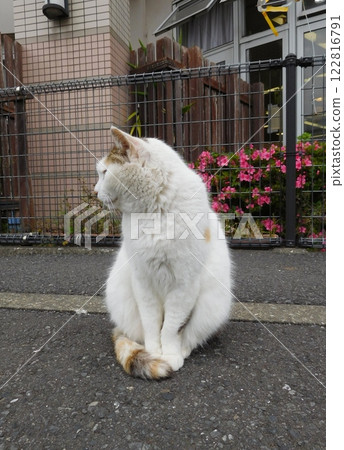 Sotetsu Line Hoshikawa Station Calico cat from behind 122816791