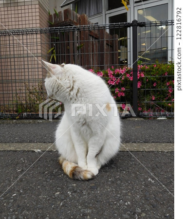 Sotetsu Line Hoshikawa Station Calico cat from behind 122816792