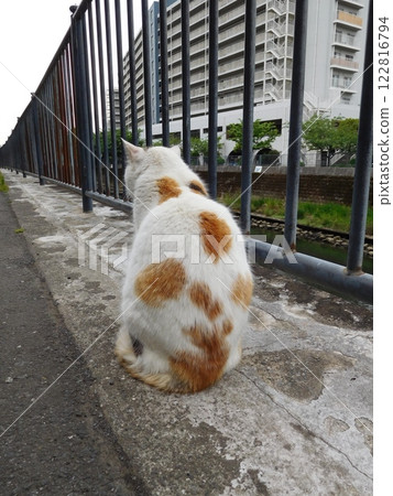 相鐵線星川站印花貓背影 122816794