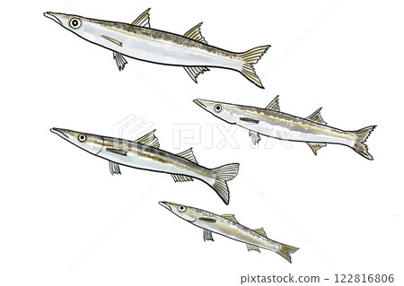 梭魚的插圖 122816806