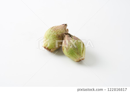 野生植物,白屈菜芽,圖片 野生植物,白屈菜芽,圖片 122816817
