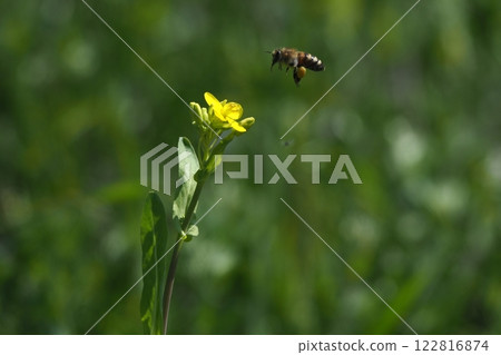 Bee harvesing to rape blossoms 122816874
