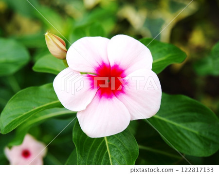 Pink Nichiconnia Pink Nichiconnia 122817133