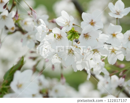Cherry tree in full bloom Cherry tree in full bloom 122817137