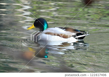 Mallards swimming in the pond 122817406