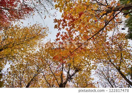 Autumn at the Municipal Museum Autumn at the Municipal Museum 122817478