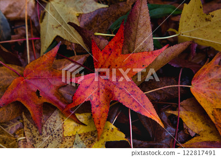 Autumn at the Municipal Museum Autumn at the Municipal Museum 122817491