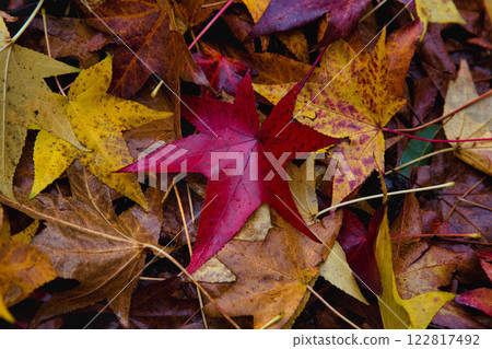 Autumn at the Municipal Museum Autumn at the Municipal Museum 122817492