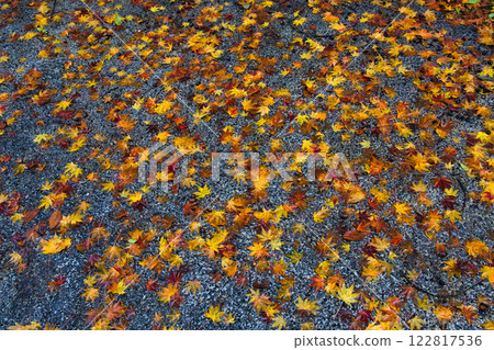 市立博物館的秋天 122817536