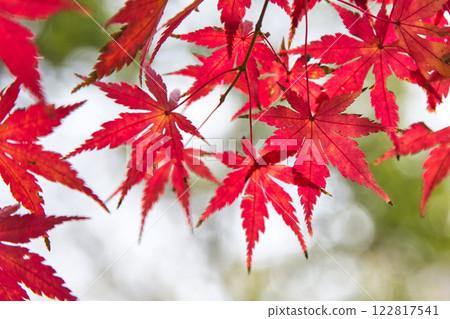 市立博物館的秋天 122817541