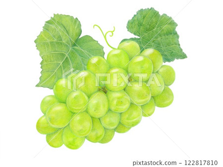 色鉛筆畫：Shine Muscat 122817810