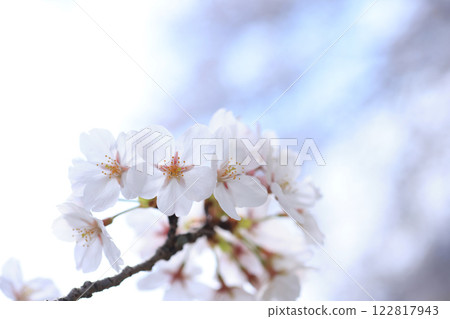 Sakura 410 122817943