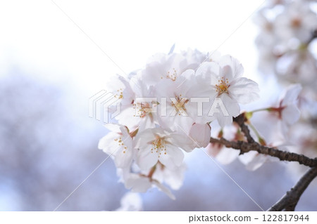 Sakura 412 122817944