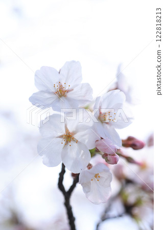 Sakura 394 122818213