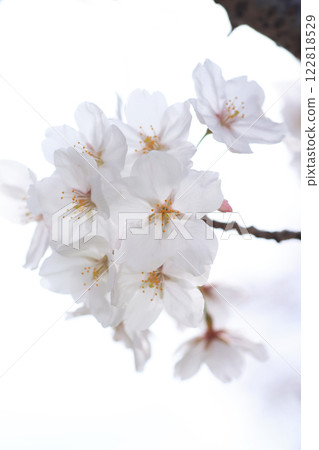 Sakura 306 Sakura 306 122818529