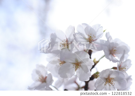 Sakura 311 122818532