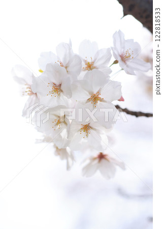 櫻花313 櫻花313 122818533