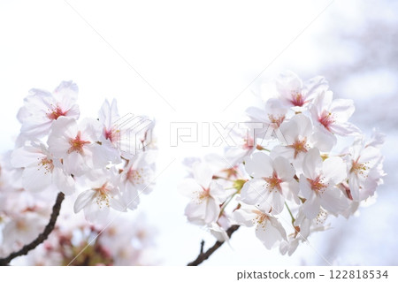 櫻花315 櫻花315 122818534