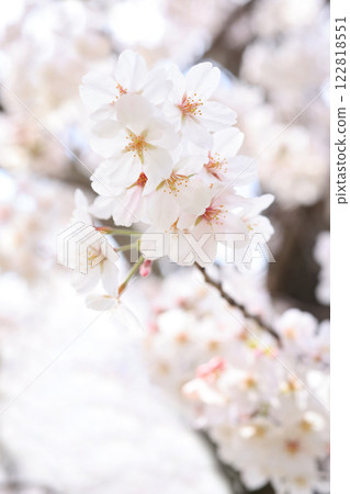 Sakura 355 122818551