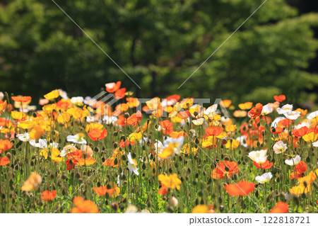 Iceland Poppy 1558 Iceland Poppy 1558 122818721