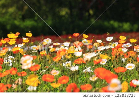Iceland Poppy 1568 122818725