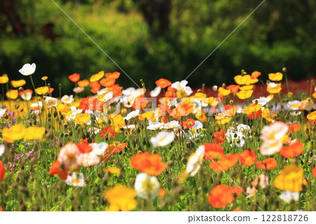 Iceland Poppy 1570 122818726