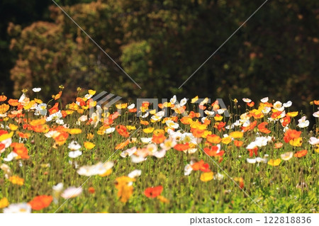 Iceland Poppy 1508 Iceland Poppy 1508 122818836