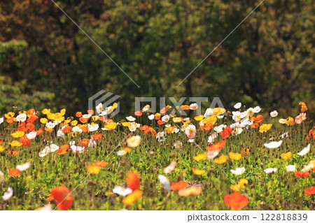 冰島罌粟 1510 冰島罌粟 1510 122818839