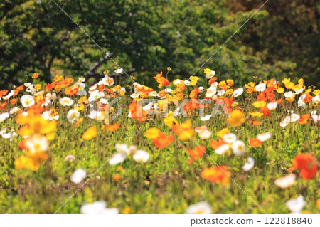 冰島罌粟 1512 122818840