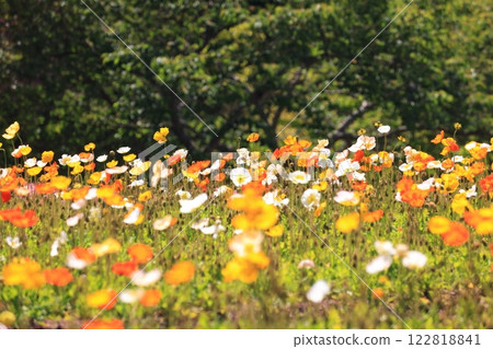 冰島罌粟 1513 冰島罌粟 1513 122818841