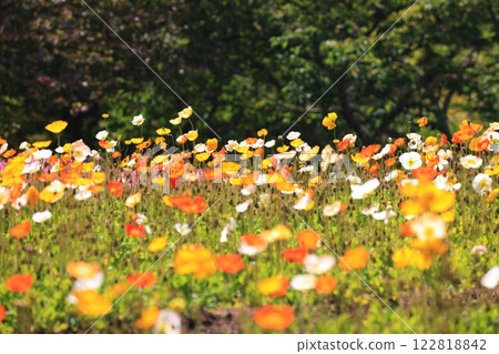 Iceland Poppy 1514 122818842