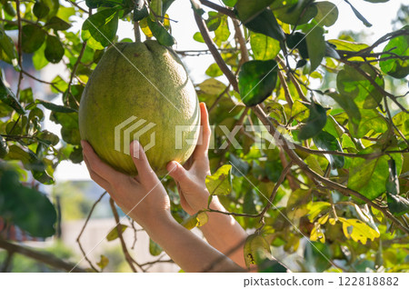 Someone hands touching a Pomelo on tree before harvesting. Pomelos are large citrus fruits that have a refreshingly sweet and tart taste. 122818882